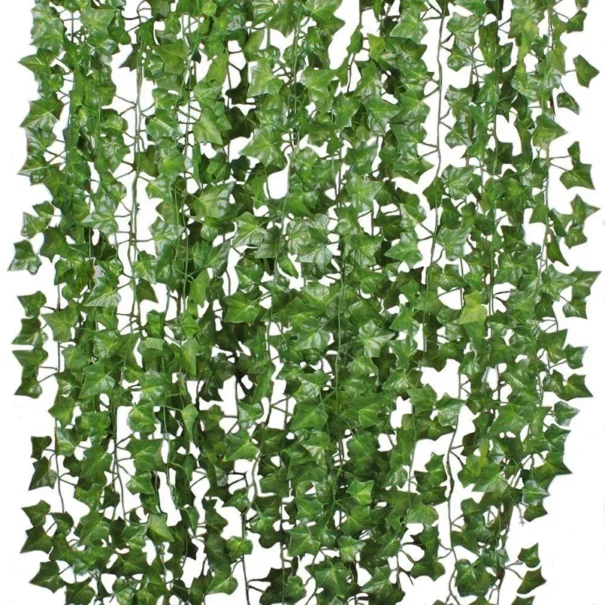Bladranke Efeu