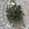 Halloween - Skelet 5 Dele - Image 2